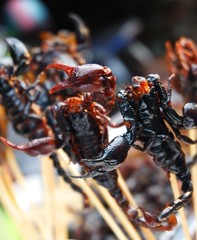 Select Focus of Black Scorpion fried is a strange food difficult food to eat . Tried at the street food Yaowarat  Chinatown  Thailand.