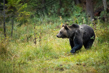 Female of brown bear, ursus arctos, observing the forest cover on the clearing and looking to the left of the camera. She-bear standing on the grassy ground in wilderness walking.