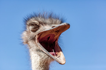 ostrich mouth in the kalahari desert, Namibia, Africa