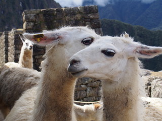 Close up of llamas face, Ruins of Inca Empire city, Machu Picchu, Peru