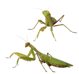 set of green mantis insects in different poses on a white background