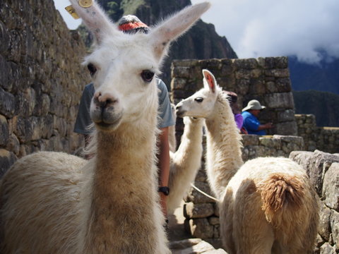 Close up of llama face, Ruins of Inca Empire city, Machu Picchu, Peru
