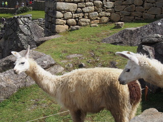 Obraz premium Llamas standing at Machu Picchu, Ruins of Inca Empire city, Peru