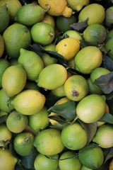 closeup of lemons exposed to the market