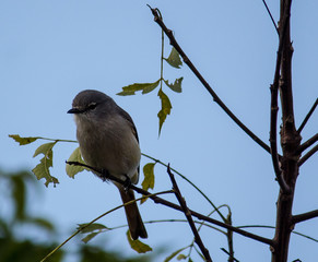 Portrait of a Bird