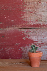 a cacti plant on red barn board