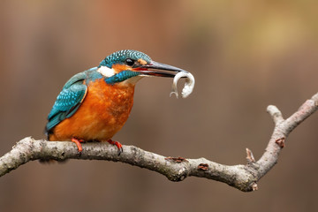 Beautifully coloured female of a kingfisher, alcedo atthis, sitting on a perch above the water and holding a little fish that she just caught looking to the right of camera.