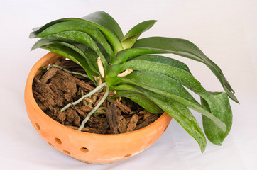 Phalaenopsis orchid in pot on white background