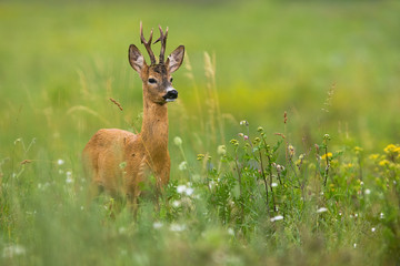 Elegant roe deer, capreolus capreolus, buck standing on a blooming meadow with flower in summer....