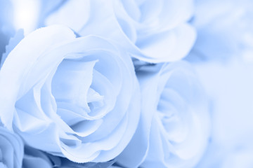 Blue color roses in soft and blur style for background