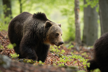 A massive brown bear, ursus arctos, with the wet fluffy coat grazing in the wilderness. European...