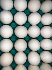 Group of fresh Chicken eggs in pater tray