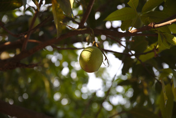 NB__7830 Mango hanging in sunlight on tree