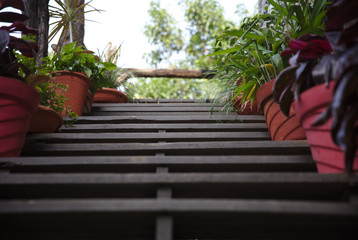 NB__7831 Red flower pots on wooden staircase