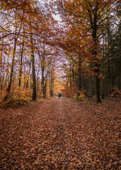 Path in the autumnal wall and a person on the horizon
