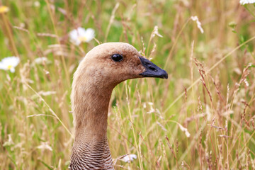 Close up portrait of anser on meadow