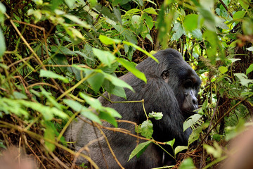 The huge silverback in Bwindi Impenetrable Forest.