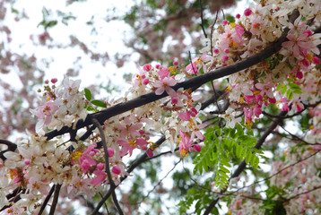 NB__7865 Pink and white blossoms on tree