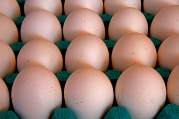 Group of fresh Chicken eggs in pater tray