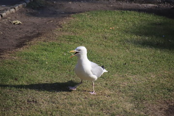 seagull on a post