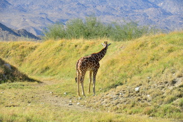 Giraffe at a zoo in Los Angeles