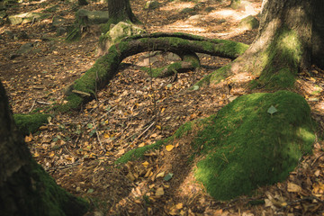 curved root forest scenic outdoor environment with falling leaves ground cover  