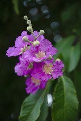 NB__8023 Purple blossom on tropical tree