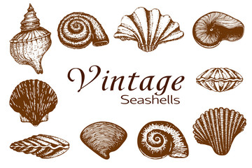 big vector seashell collection. vintage Hand drawn Set of various beautiful engraved mollusk marine shells isolated on white. Realistic sketch of cockleshell like conch, oyster, spiral, clam, scallop.