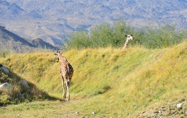 Giraffe at a zoo in Los Angeles