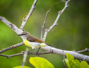 Portrait of a Bird