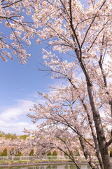 Fototapeta premium 満開の桜 厚田村