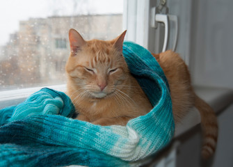 Red cat in a scarf sitting on the windowsill in winter