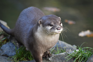 Cute and adorable asian short clawed otters at the zoo