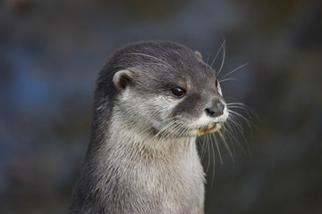 Cute and adorable asian short clawed otters at the zoo