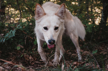 white dog