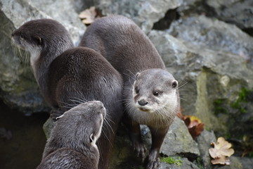 Cute and adorable asian short clawed otters at the zoo