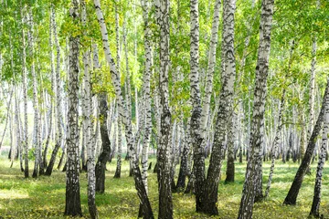 Schilderijen op glas Groene zomer berken bos achtergrondstructuur © Илья Подопригоров