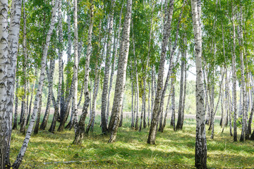 Naklejka premium Green summer birch forest background texture