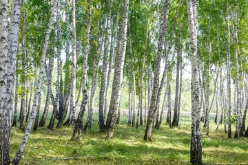 Foto op Canvas Groene zomer berken bos achtergrondstructuur © Илья Подопригоров