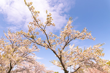満開の桜　厚田村