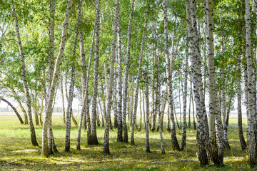 Groene zomer berken bos achtergrondstructuur