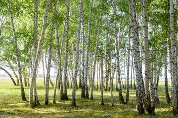 Zelfklevend Fotobehang Groene zomer berken bos achtergrondstructuur © Илья Подопригоров