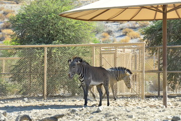 Fototapeta na wymiar Grevy’s zebra standing in the shade