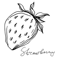 Vector Strawberry healthy food. Black and white engraved ink art. Isolated berry illustration element.