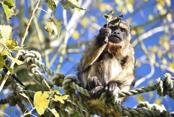 Fototapeta premium Funny howler monkeys at the zoo