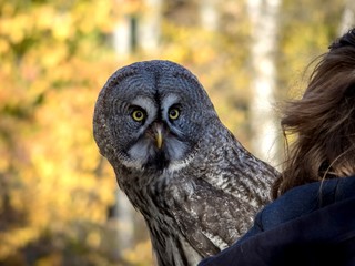 View of the owl that sits on the shoulder of a girl on a sunny day.