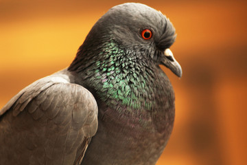 close up of rock pigeon's colorful feathers.