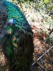 Close up of a colorful peacock tail.