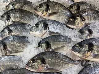 A few fresh dorado carcasses lie on the ice. Close-up