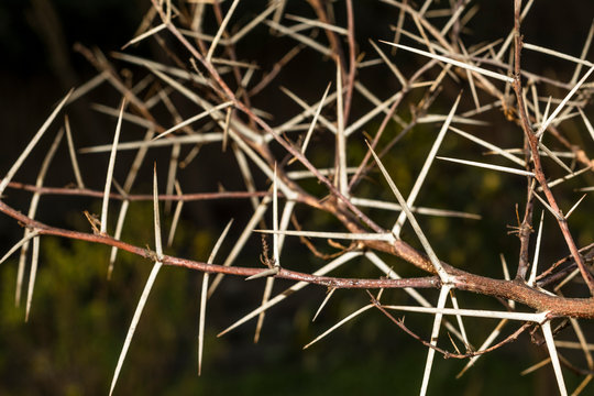 a branch of sharp and long thorns with dark background 